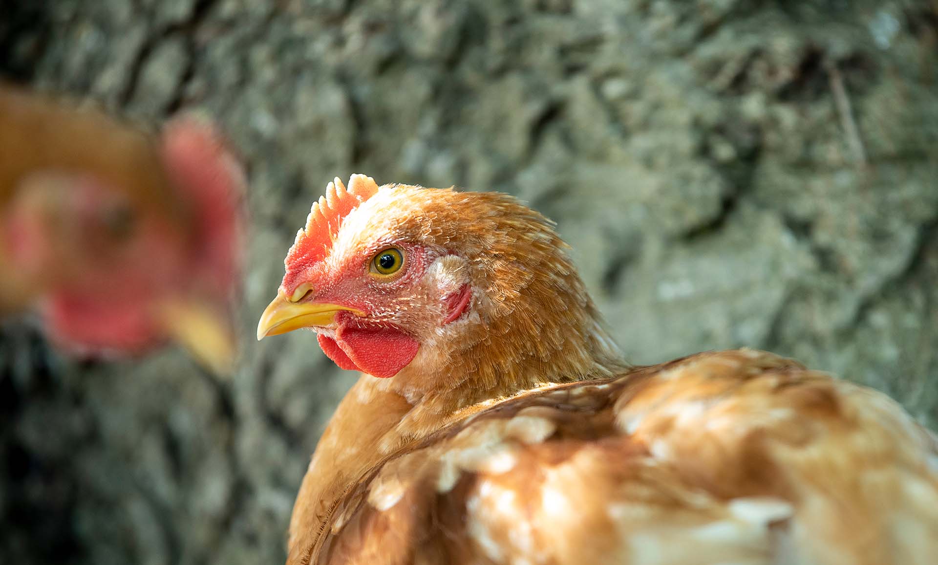 Our hens in the garden